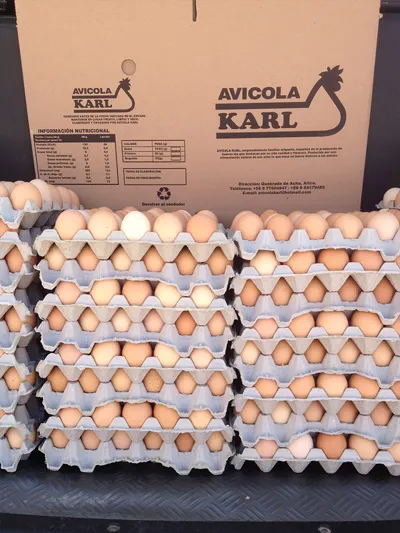 Bandejas apiladas y cajas de Avícola Karl