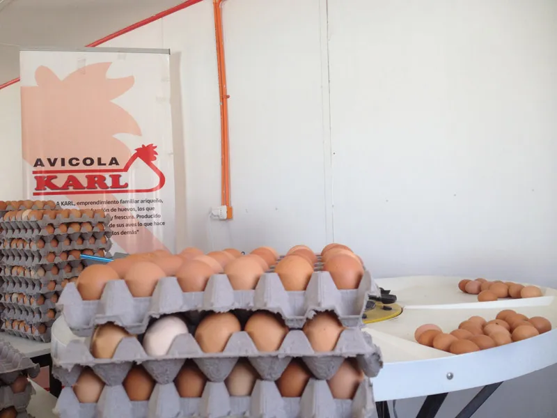 Bandejas de huevos frescos listas para la entrega en Arica