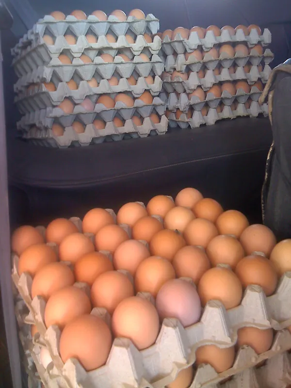 Bandejas de huevos frescos