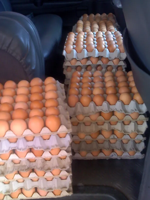 Bandejas de huevos en el vehículo de reparto