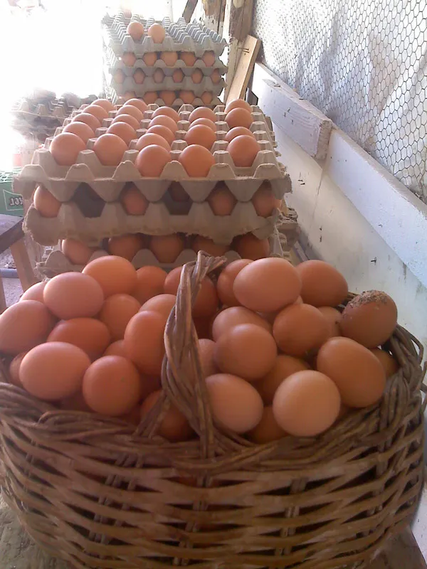 Canasto con huevos frescos