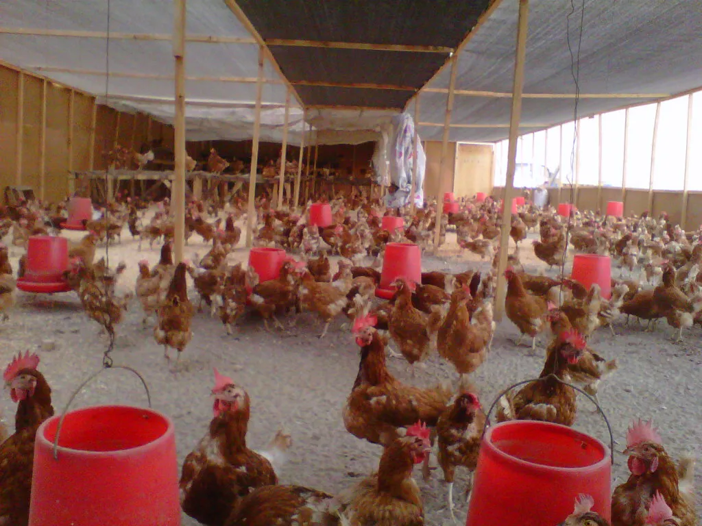 Gallinas ponedoras junto a los comederos