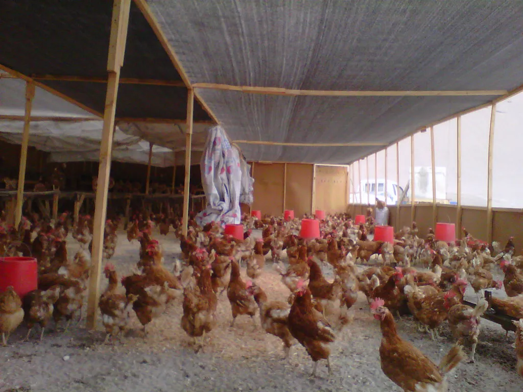 Gallinas ponedoras en el galpón
