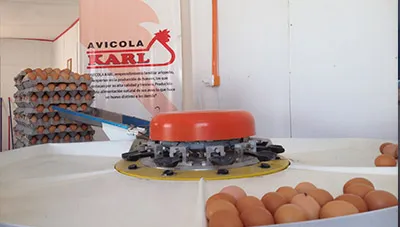 Huevos frescos recién recolectados en Avícola Karl, Arica