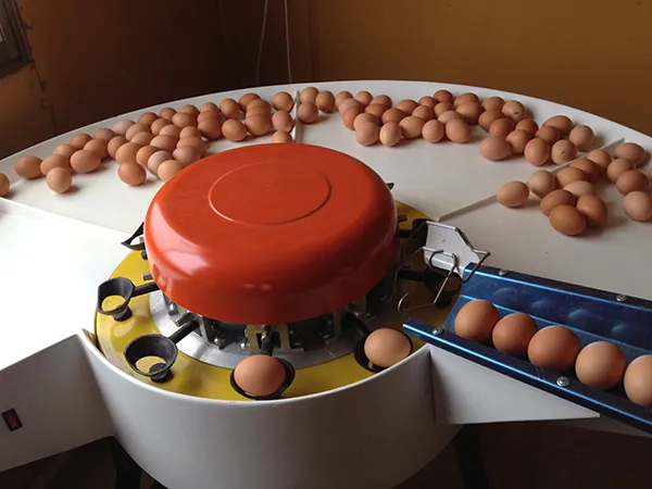 Mesa de recolección con huevos frescos