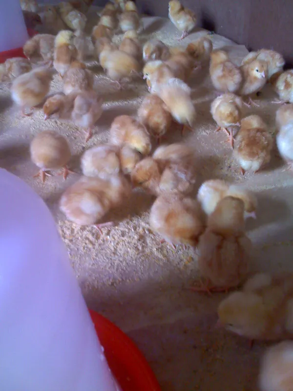 Pollitos en el galpón de crianza
