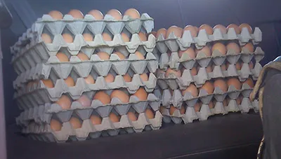Bandejas de huevos frescos